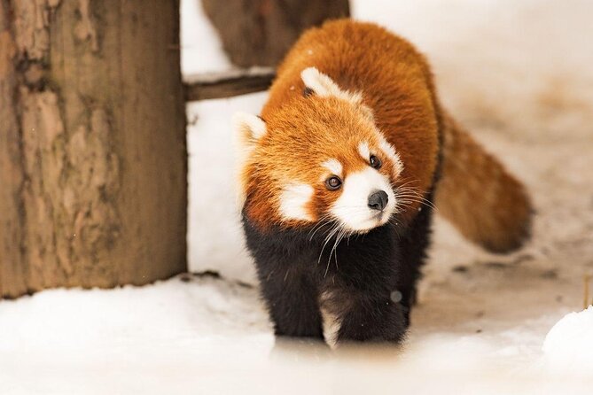 2 Day Tour to Icebreaker Mombetsu and Asahiyama Zoo in Hokkaido - Key points to know before booking