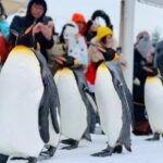 2 Day Tour to Icebreaker Mombetsu and Asahiyama Zoo in Hokkaido - Otokoyama Sakezukuri Museum in Asahikawa