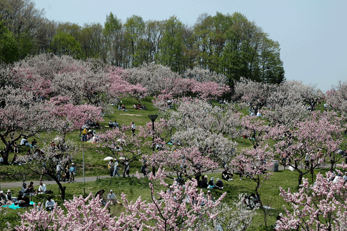 hiraoka-park-ume-festival-3