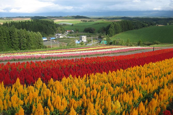 [Biei/Furano] One-day sightseeing by private car! - Key points before you book