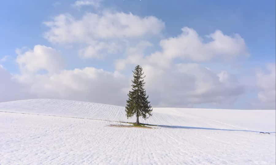 From Sapporo: Biei, Furano or Asahikawa Private Day Tour - Key points at a glance
