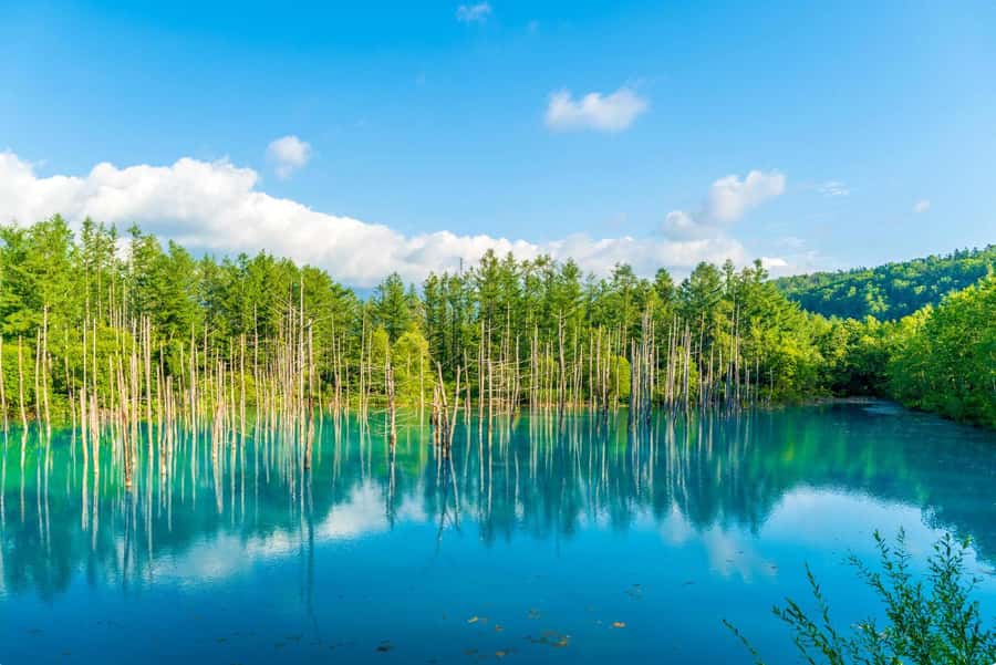 From Sapporo: Biei, Furano or Asahikawa Private Day Tour - What the $599 price really buys