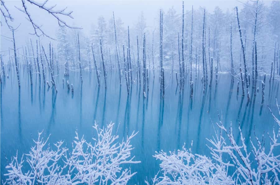 From Sapporo: Biei, Furano or Asahikawa Private Day Tour - Why this private Hokkaido day works