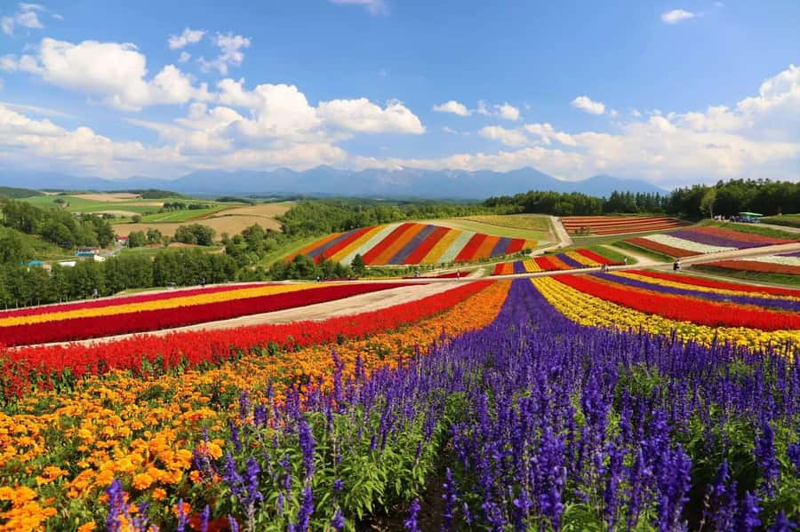 From Sapporo: Biei, Furano or Asahikawa Private Day Tour - A long return to Sapporo