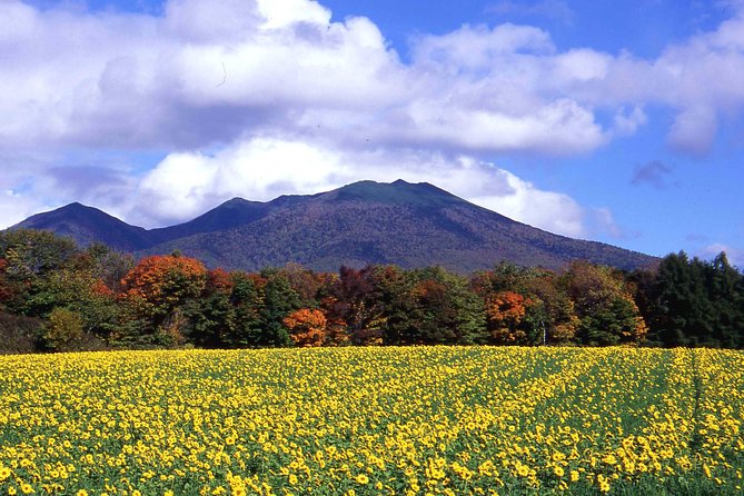 Furano & Biei Customised Private Day Tour (Up to 8 Pax/11 Hours) - Why private transport matters in rural Hokkaido