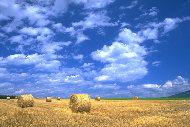 Furano & Biei Customised Private Day Tour (Up to 8 Pax/11 Hours) - Farm Tomita and the lavender season
