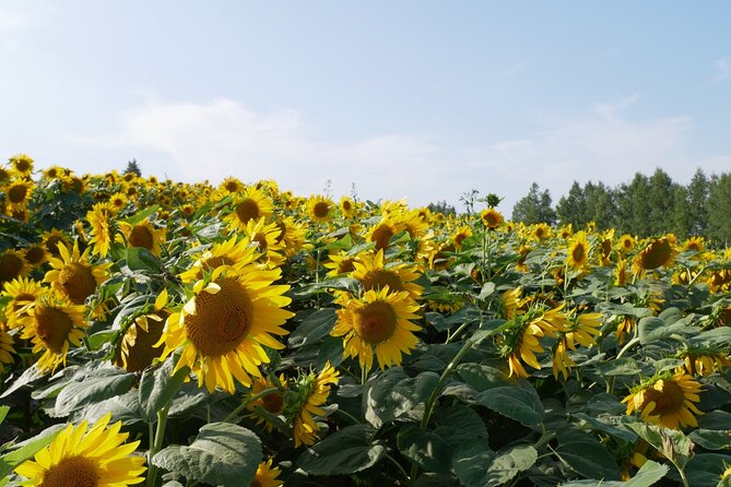 Furano Biei Tour Sapporo DEP: English Speaking Driver, No Guide - Why this private Furano and Biei trip makes sense
