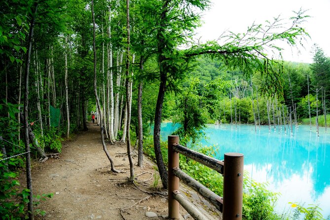Furano Biei Tour Sapporo DEP: English Speaking Driver, No Guide - Flower Land Kamifurano from June through September