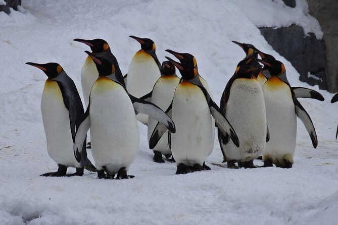 Hokkaido Asahiyama Zoo and Blue Pond Elf Terrace Day Trip - A very full day from Sapporo