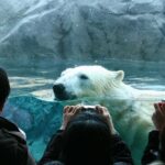 Hokkaido Asahiyama Zoo, Furano and Biei Bus Tour - Blue Pond, Biei, and the power of one color