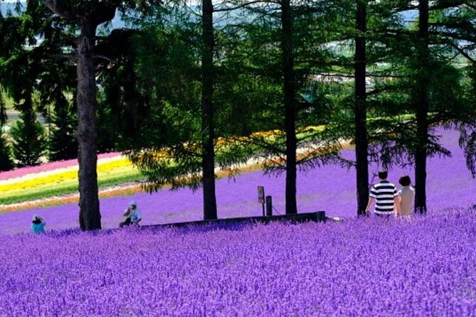 Hokkaido Asahiyama Zoo, Furano and Biei Bus Tour - Farm Tomita and the changing flower season