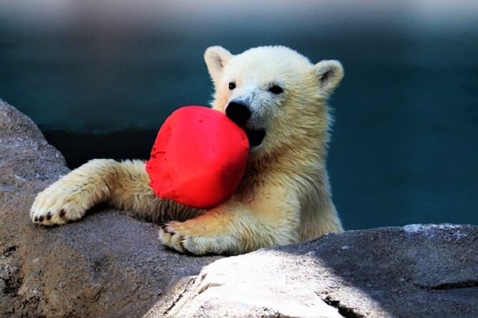 Hokkaido Asahiyama Zoo, Furano and Biei Bus Tour - Is $85.20 a fair price?
