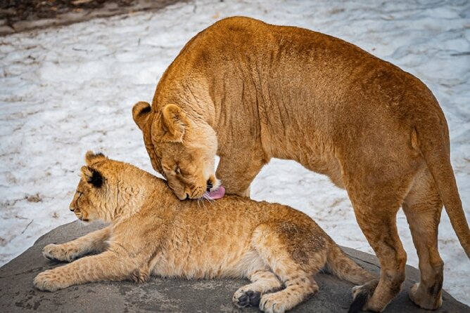 Hokkaido Asahiyama Zoo, Furano and Biei Bus Tour - Who will enjoy this bus tour most