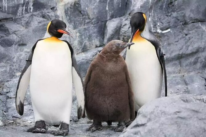Hokkaido Day Tour from Sapporo: Asahiyama Zoo, Blue Pond Japan - The changing blue of Shirogane Blue Pond