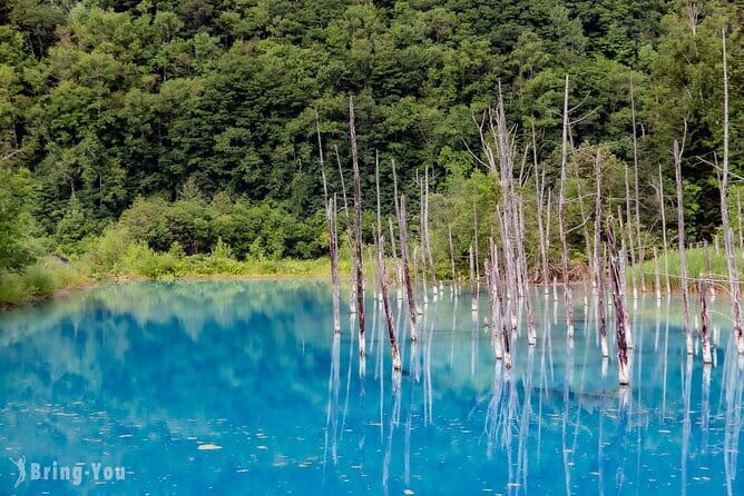 Hokkaido Day Trip From Sapporo: Asahiyama Zoo to Ningle Terrace - What this Sapporo day trip is really offering
