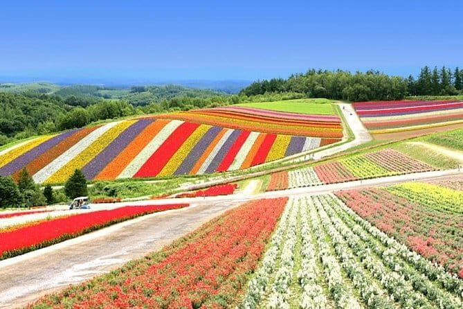 Hokkaido Day Trip From Sapporo: Asahiyama Zoo to Ningle Terrace - Shikisai no Oka and the best flower months