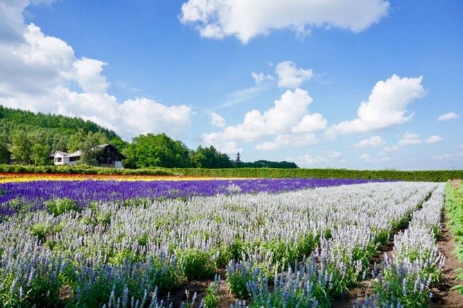 Hokkaido Highlights of Flower Blossom, Asahiyama Zoo& Blue pond「Aoi-ike」! - Asahiyama Zoo gives the day its family appeal