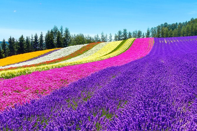 Hokkaido Highlights of Flower Blossom, Asahiyama Zoo& Blue pond「Aoi-ike」! - Cottages, crafts, and the short evening stop