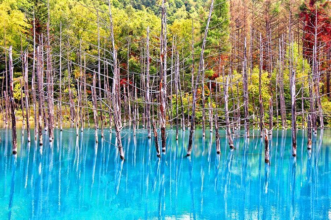 Hokkaido Highlights of Flower Blossom, Asahiyama Zoo& Blue pond「Aoi-ike」! - Price, group size, and what is included
