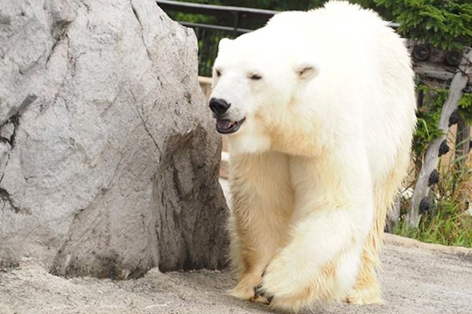 Hokkaido Highlights of Flower Blossom, Asahiyama Zoo& Blue pond「Aoi-ike」! - Who should book this Hokkaido day tour