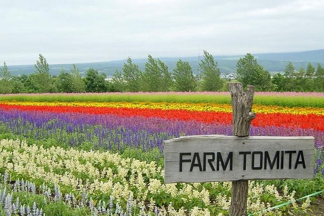 Hokkaido Highlights of Flower Blossom, Asahiyama Zoo& Blue pond「Aoi-ike」! - Biei’s famous trees and patchwork farmland