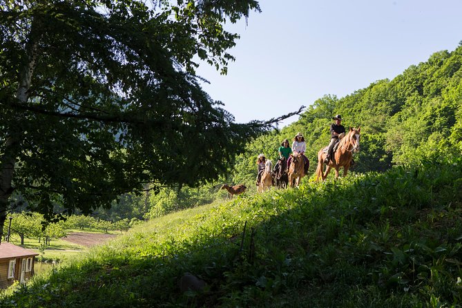 Horseback-Riding in a Country Side in Sapporo - Private Transfer is Included - What the horses and lesson are like