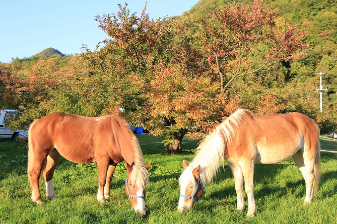 Horseback-Riding in a Country Side in Sapporo - Private Transfer is Included - What the private transfer adds to the morning