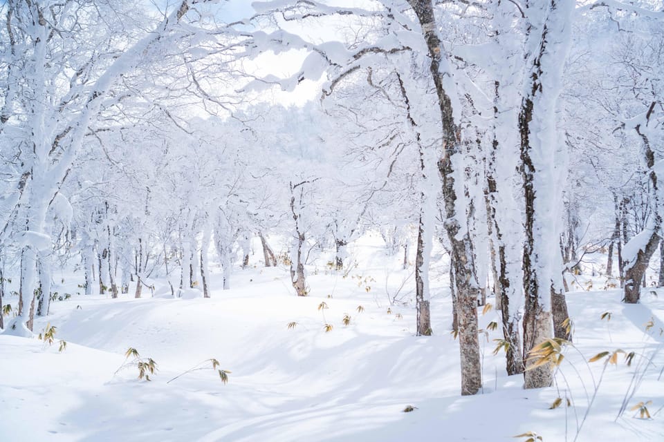 Noboribetsu: Orofure Pass Snowshoeing Tour - The drive from Noboribetsu to the snow