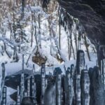 Noboribetsu: Snowshoe trip to Ice Caves - The six-hour route through Noboribetsu forest