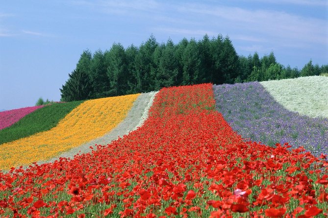Private Car Tour of Furano and Biei in Hokkaido with Local Guide - Blue Pond: beautiful, changeable, and weather dependent