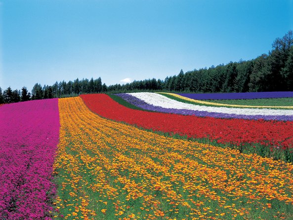 Private Car Tour of Furano and Biei in Hokkaido with Local Guide - Guides, drivers, and the value of going private