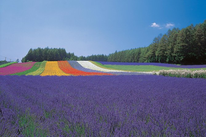 Private Car Tour of Furano and Biei in Hokkaido with Local Guide - Lunch, cash, and small costs to plan for