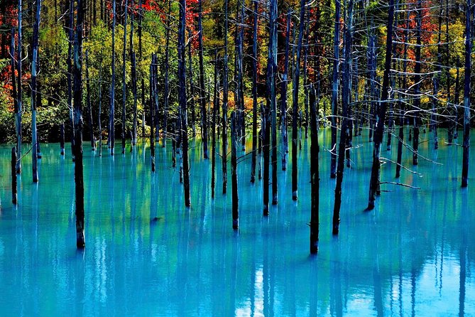 Private Car Tour of Furano and Biei in Hokkaido with Local Guide - Shikisai no Oka: a seven-hectare hill of changing color