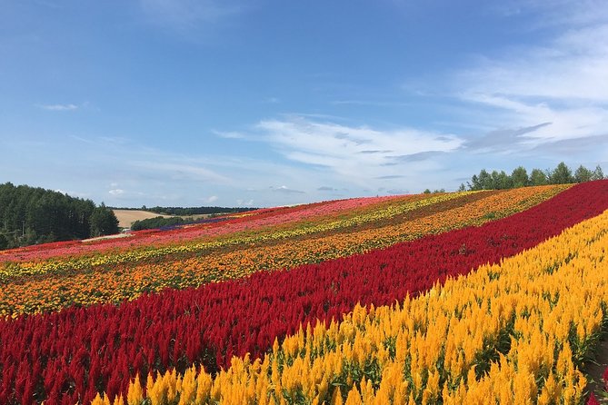 Private Hiace & Simple English Driver in Hokkaido(Sapporo Otaru Toya Furano) - Furano Cheese Factory for a local dairy stop
