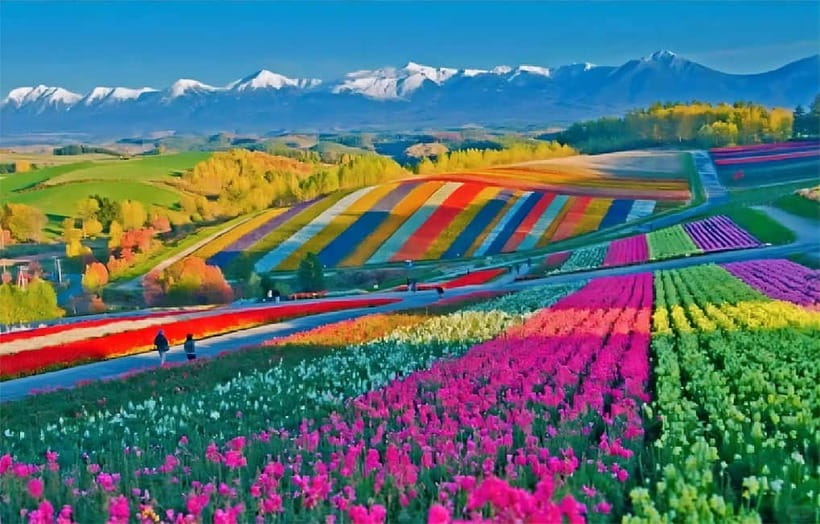 Sapporo: Furano Flower Sea & Biei Blue Pond Tour w/ Pickup - Shirahige Waterfall and the Blue River