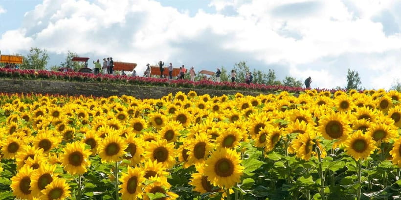 Sapporo: Furano Flower Sea & Biei Blue Pond Tour w/ Pickup - Farm Tomita at 3:40 PM