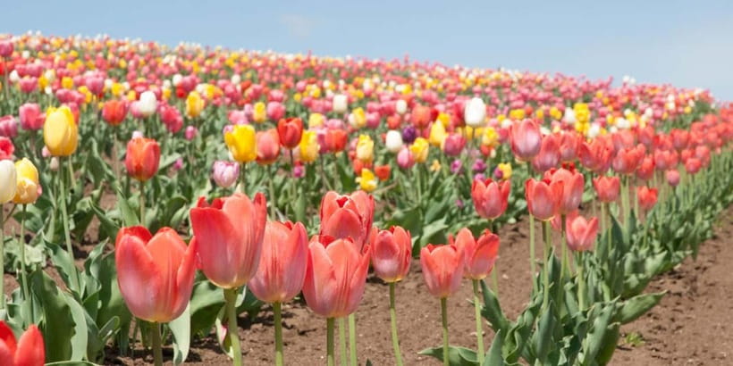 Sapporo: Furano Flower Sea & Biei Blue Pond Tour w/ Pickup - Pickup, timing, and seasonal changes