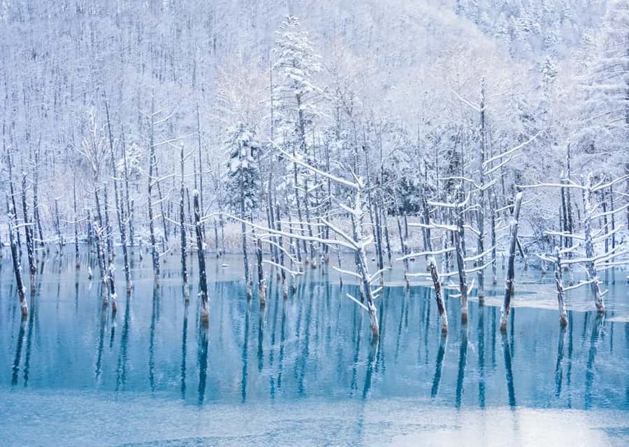 Sapporo: Furano Lavender & Biei Blue Pond Tour with Lunch - Shikisai-no-Oka’s 15 hectares of flowers