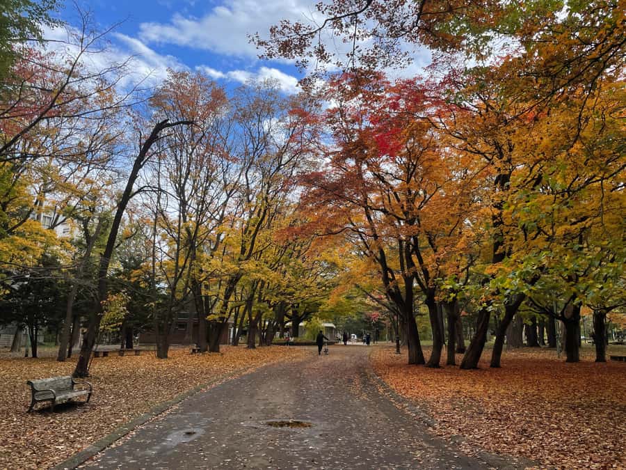 Sapporo: Hokkaido Shrine Tour with Rituals, History & Sweets - The Furanui Shimenawa and main hall