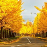 Sapporo privete tour: Royce Town, Autumn Foliage, Sunset Viewing - Toda Memorial Park in autumn