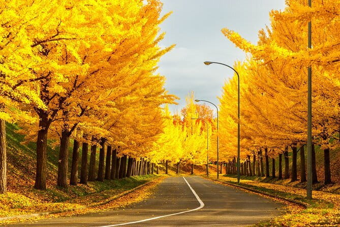 Sapporo privete tour: Royce Town, Autumn Foliage, Sunset Viewing - Toda Memorial Park in autumn