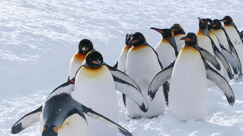 Sapporo Winter : Asahiyama Zoo (Penguin Fun & Snowmobile) - Key points to know before booking