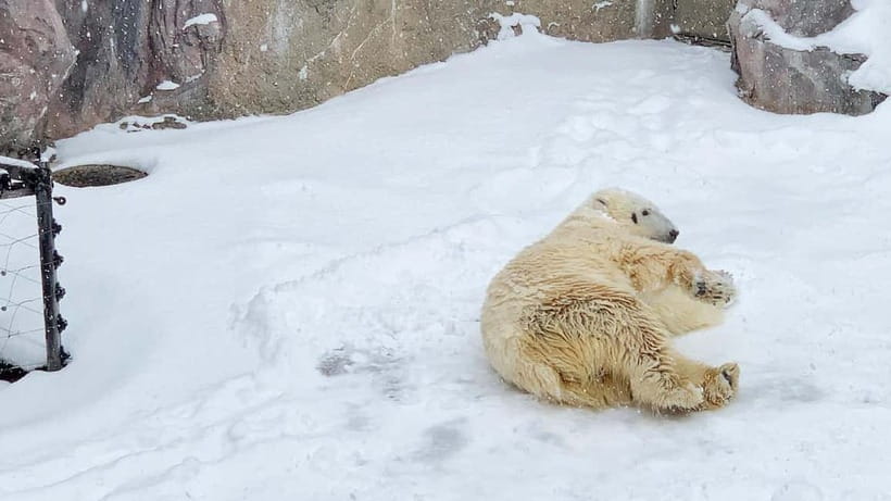 Sapporo Winter : Asahiyama Zoo (Penguin Fun & Snowmobile) - Shikisai-no-oka and the optional snowmobile run