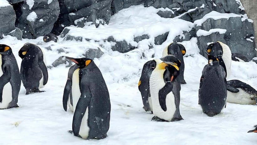 Sapporo Winter : Asahiyama Zoo (Penguin Fun & Snowmobile) - Ningle Terrace, a short stop among snowy craft huts