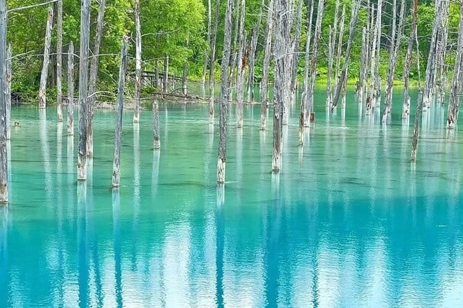 Shikisai-no-Oka and Furano Tour with buffet lunch from Sapporo - Is $94.99 good value?