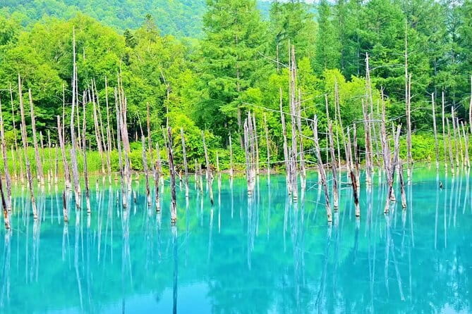 Tour in Sapporo Shrine, Fish Market and Shiroi Koibito Park - What the $161.74 Price Covers