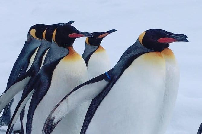 Winter Asahiyama Zoo and blue pond "Aoi-Ike" 1 Day bus tour - Key points before you book