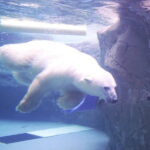 Winter Asahiyama Zoo and blue pond "Aoi-Ike" 1 Day bus tour - The Penguin Parade at Asahiyama Zoo