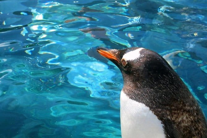 Winter Asahiyama Zoo and blue pond "Aoi-Ike" 1 Day bus tour - Why this Sapporo day trip works