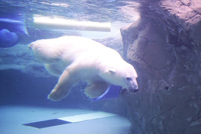 Winter Asahiyama Zoo and blue pond "Aoi-Ike" 1 Day bus tour - The Penguin Parade at Asahiyama Zoo